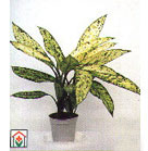 Home plant