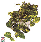 Home plant and shade garden plant