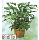 home plant and shade garden plant